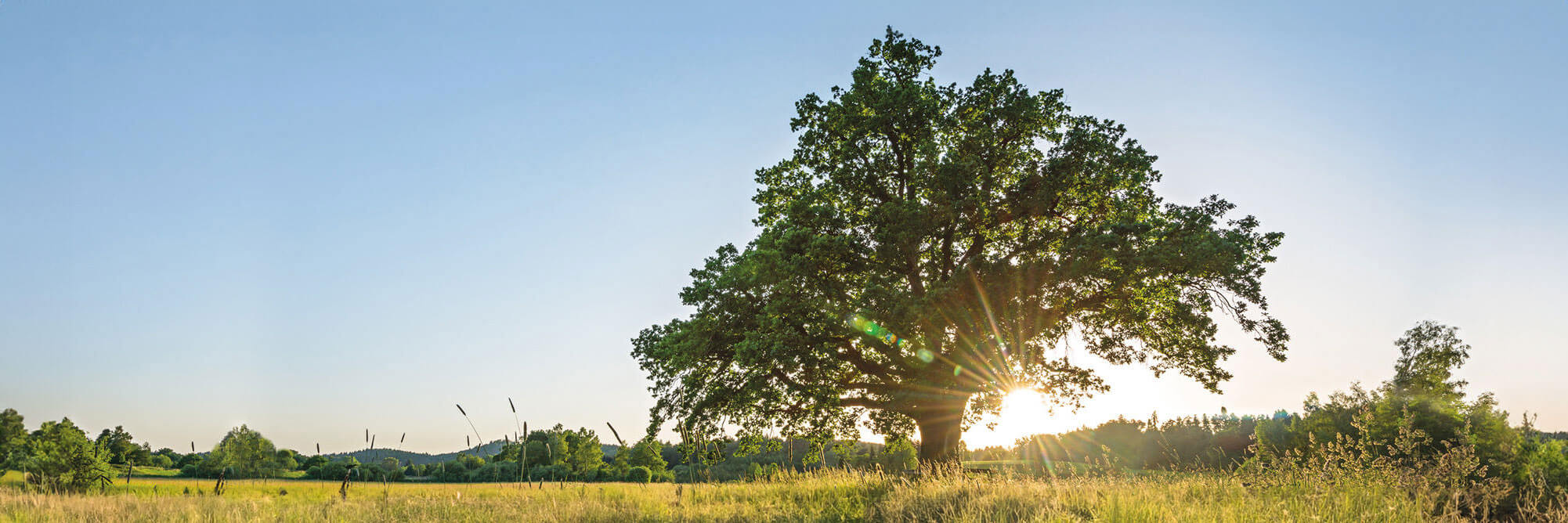 schwabe-header
